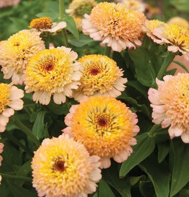 35 Zinderella Peach Zinnia Seeds - DH Seeds - Novelty, Scabiosa Blooms - UPC0687299670635