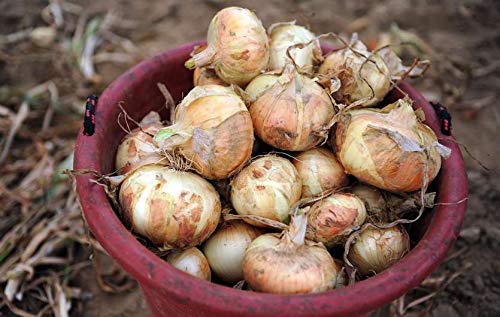Vidalia Sweet Onion Seeds Organic Non-Gmo 110/170 Days Spring/Fall Garden Rsc2A1R (200+ Seeds) #TOP1