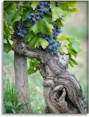 Bathroom Wall Art Red Grenache Grapes Canvas 16"x20