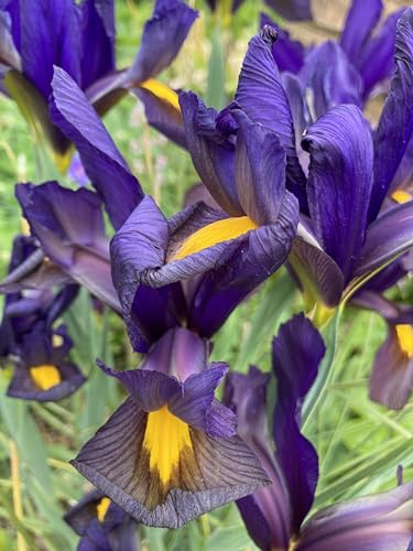 10 Dutch Iris 'Eye of The Tiger' Bulbs (Free UK Postage)