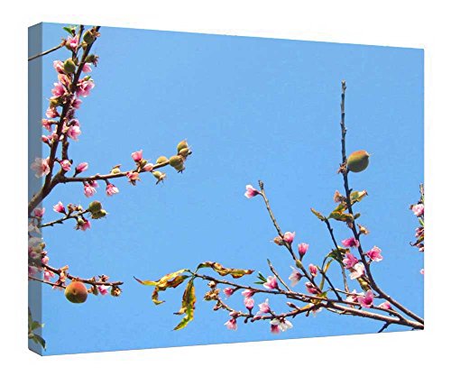 Impression sur toile Fleurs de pêcher cadre bois de 40,6 x 50,8 cm pour votre décoration murale