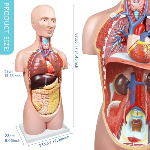 Image of EVOTECH SCIENTIFIC Deluxe Human Body Anatomical Model, 34.5 inch 12 Pcs Removable Human Torso Anatomy Model with Heart Head Skull Brain Liver Lungs for Medical Student, Lab & Classroom Use