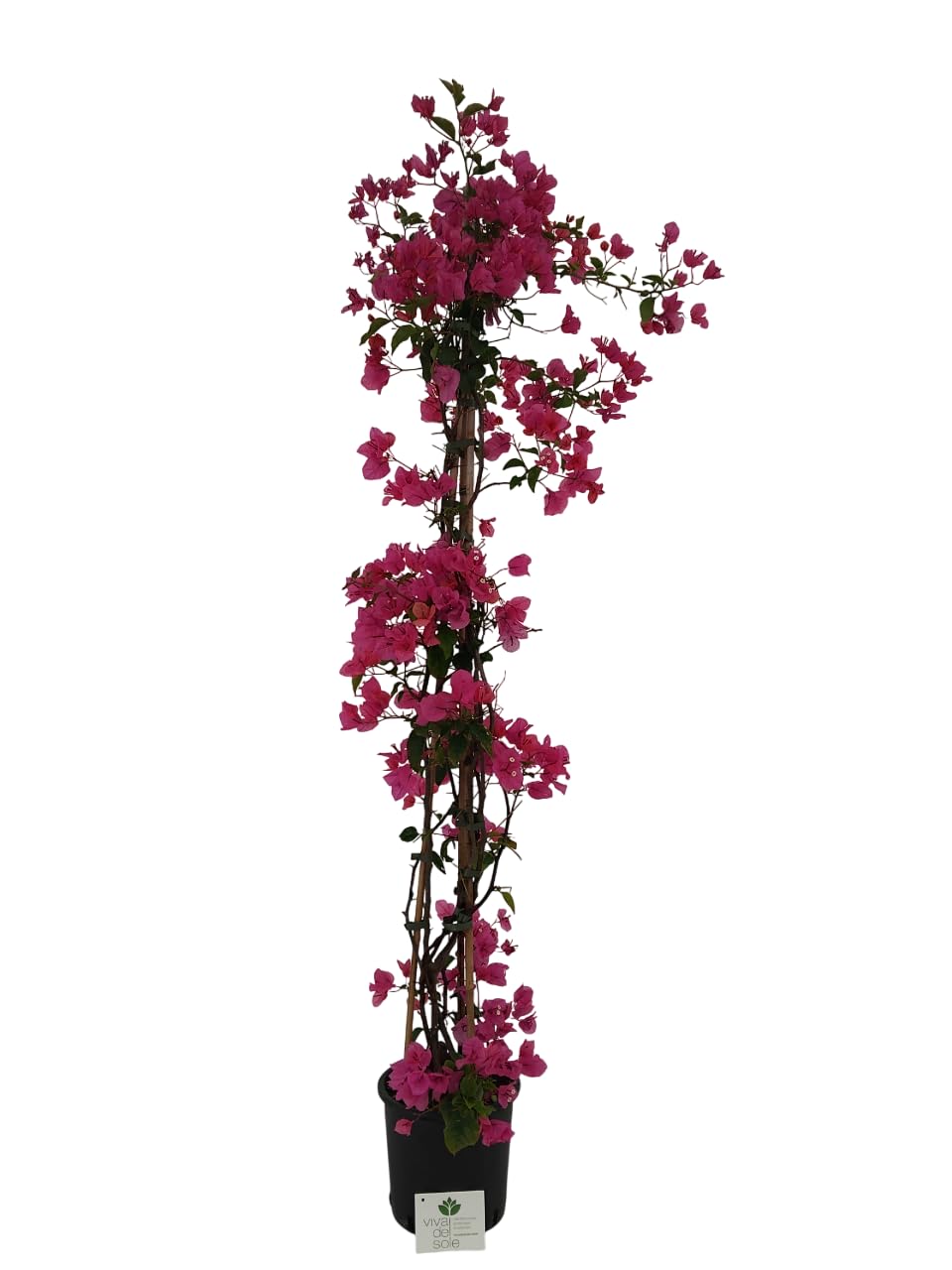 Bougainvillea Glabra, Rampicante, Pianta ornamentale da esterno prodotta da Vivai del Sole vaso diametro cm 18