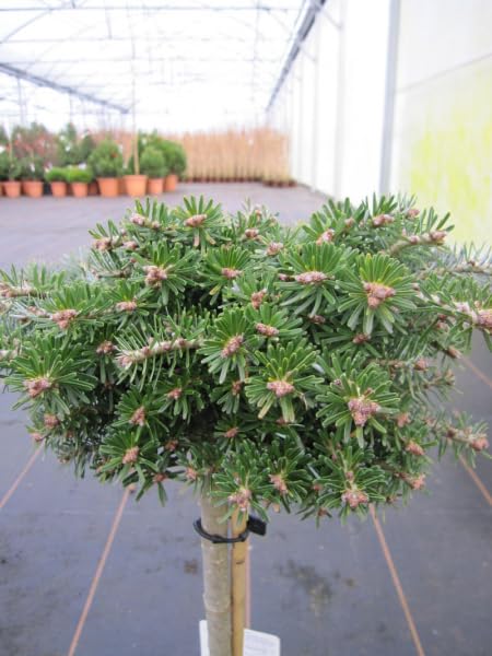 Abies koreana kryształowa kula - karzeł koreatanka kryształowa kula pień 40 cm