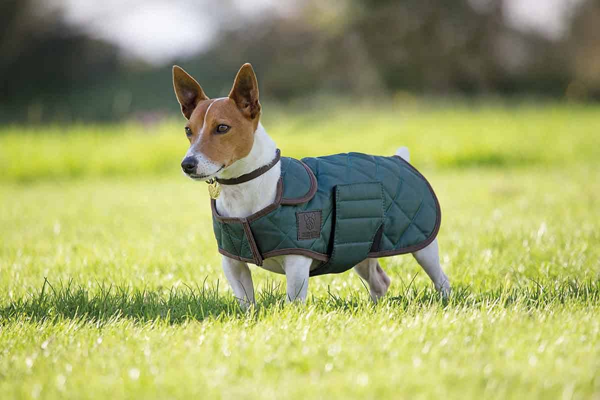 equestrian dog coats