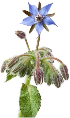 Miniatura 2 de KVITER 75 semillas de borraja, semillas vivas de plantas orgánicas, una hierba y flor comestible para tu jardín y hogar