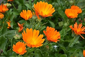 Arzuman Portakal Nergisi Aynı Sefa (calendula Officinalis) Çiçek Tohumu, 30 Adet