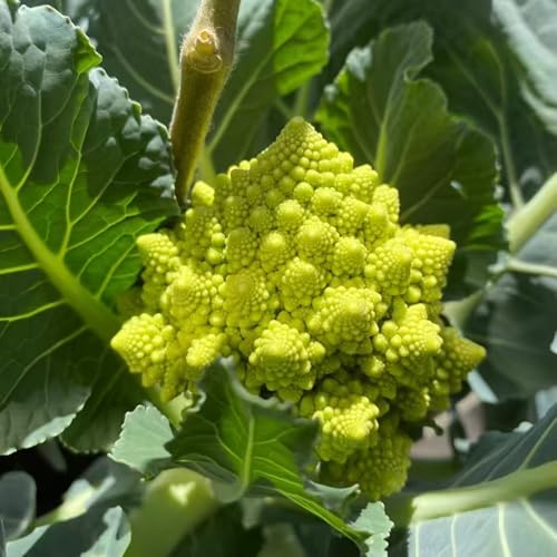 semi di cavolfiore biologici, balcone giardino resistenti all'esterno, 300pcs