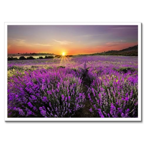 Poster lavande prairie cadre noir 70x50cm pour salon zen N° H730M