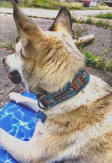 Styleshes Hundehalsband mit Polsterung, Zug-Stopp verstellbar, Martingale extra breit 4cm, anti-Zieh-Halsband, weiches Stoffhalsband (bis 38cm Hals- 44cm Kopfumfang inkl 6cm Zugstopp, chrom)