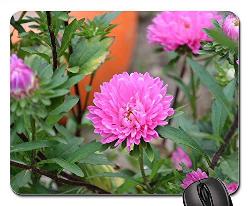 Preisvergleich Produktbild Mauspad Blumen Massiv Parterre Garten Sommer Natur Spielmatte Mauspads Tisch Mausmatte Gummi Rutschfester Schreibtisch Gedruckter Personalisierter Computer Diy Büro 25X30Cm Tastat