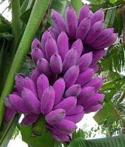 10 Seeds musa Purple Banana Tropical Fruit Plant red Flower Seeds Banana ok