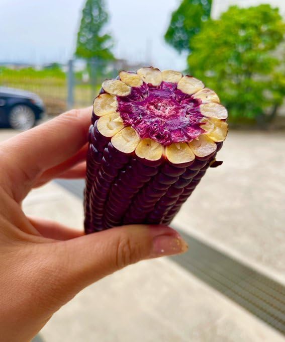 Amazon.co.jp: 赤い トウモロコシ 大和ルージュ 6本入り (赤い