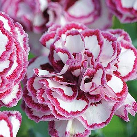 Pinks Carnation Gran's Favourite Outdoor Flower Plants Cover