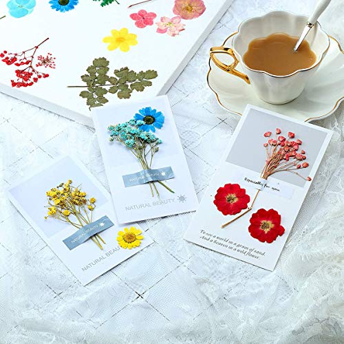 Natural Dried Pressed Flowers 73 pcs Mixed Multiple Real Dried Flowers Leaves for DIY Candle Resin Jewelry Nail Pendant Crafts Making Art Floral Decors