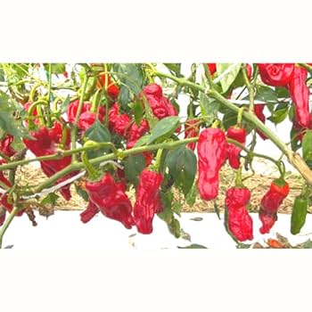 Amazon | 近縁屋 大葉七味唐辛子 柳緑 10g | 近縁屋 | 香辛料