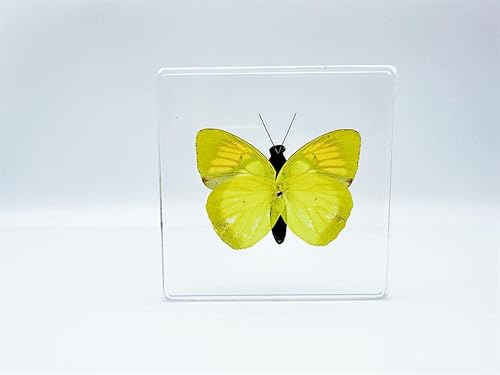 Miniatura 8 de Ámbar de alta definición (estrella de mar, escorpión, cucaracha, mariposa, pescado, libélula) Espécimen de resina de insectos, resina ámbar para