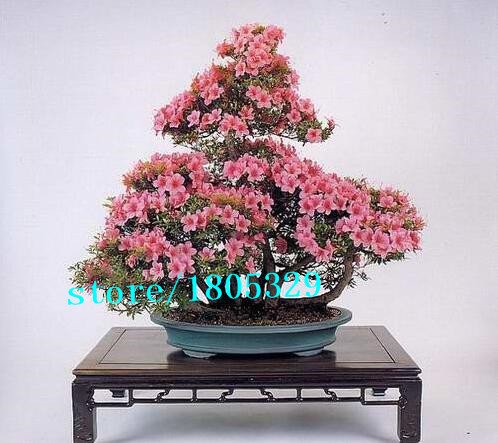 200 semi partículas coniare UNA Professional Service Pack balcón en Vaso Bonsai impianto di Menta piperita semi aromatici impianto Casa Giardini