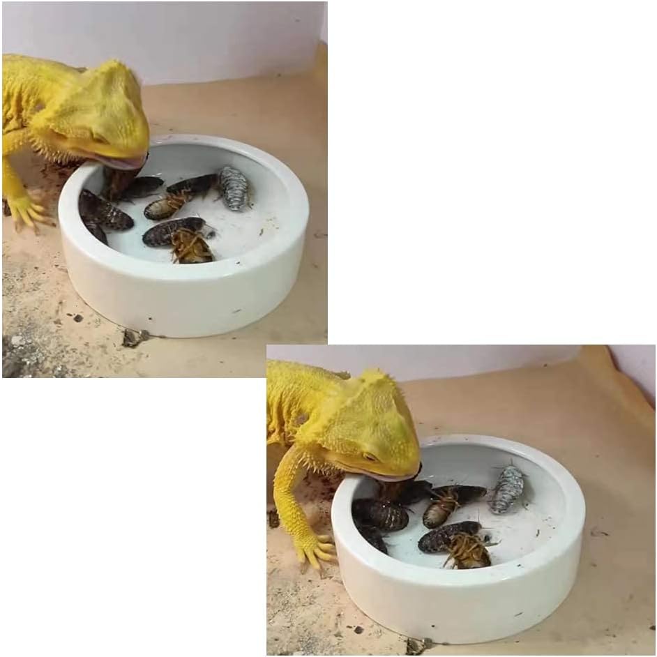 TDPET Ceramic Mini Reptile Worm Dish - Lizard Escape Proof Feeding Bowl Circular (Large-1Pack, White)