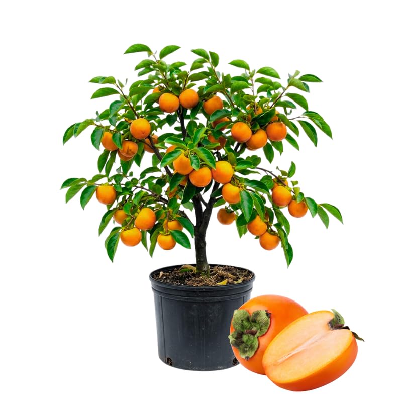Persimmon Tree Live Plant Persimmon Fruit Trees Live Plants Quart Pot 8-10 Inches Tall Hardy Fruit Tree for Indoor Outdoor Growing
