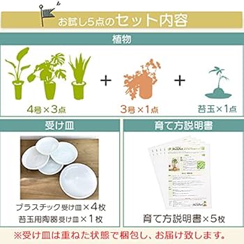 観葉植物初心者応援セット ハイミニビビスモーキー6個セット【オススメの観葉植物でお届け