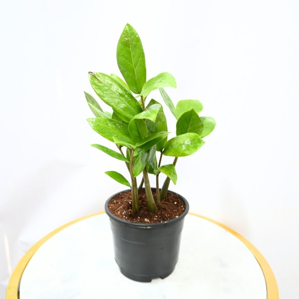 Nayra Live ZZ(Zamioculcas zamiifolia) Plant Indoor Plant with Black nursery Pot |Small Plant With Pot