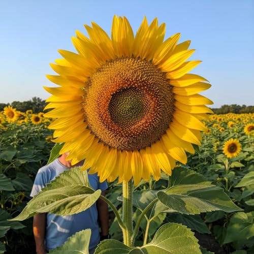 Image of Low Maintenance Hybrid Flower Seeds Combo Pack- All Year Flower Seeds Supply (5 VARIETIES SUNFLOWER COMBO)
