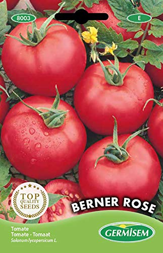 Germisem graines Tomate BERNER ROSE