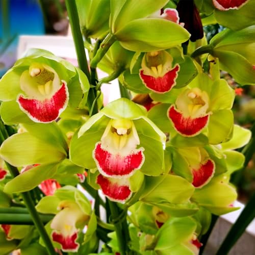 Top QualitäT Das Bunt Gemischte MehrjäHrig Phalaenopsis Orchideen Ideal für Balkon & Terrasse Cymbidium Orchidee Winterhart Duftend -3zwiebelns-I