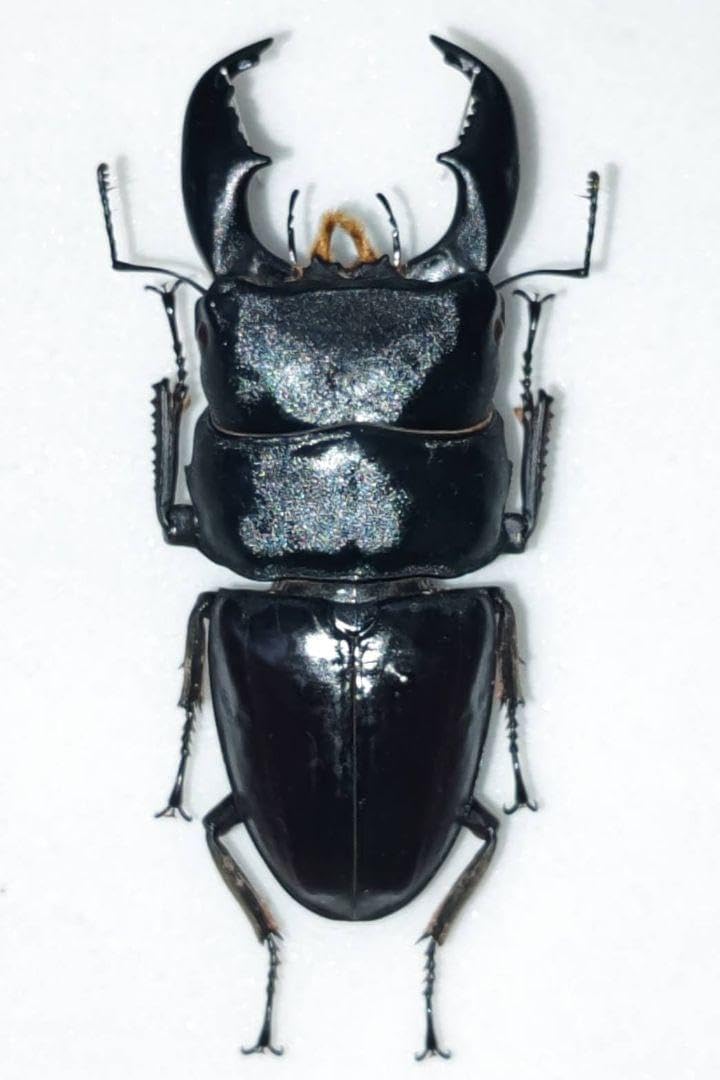 ヒラタクワガタ ラオス産 標本 パラワンオオヒラタクワガタ♂標本 特大 特大パラワンオオ