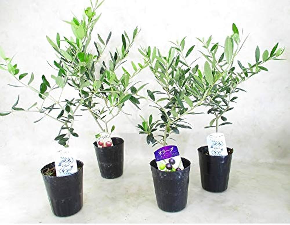 オリーブの木ページ 2セット オリーブの木 太木2本
