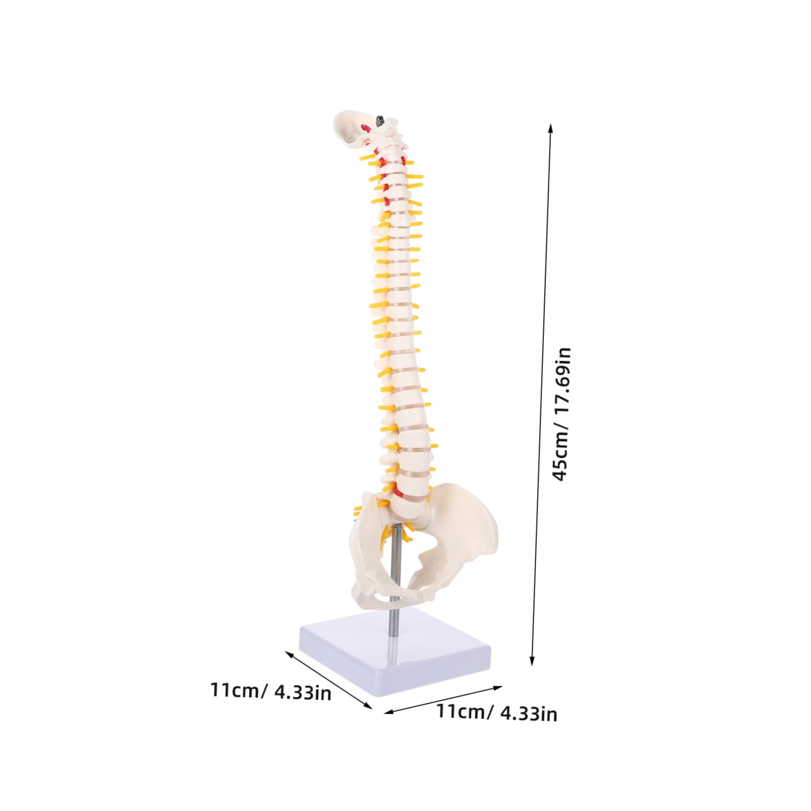 Modello Anatomico di Colonna Vertebrale in Pvc Bianco da 45cm Superficie Liscia e Dettagli Anatomici per Studio e Esposizione Didattica