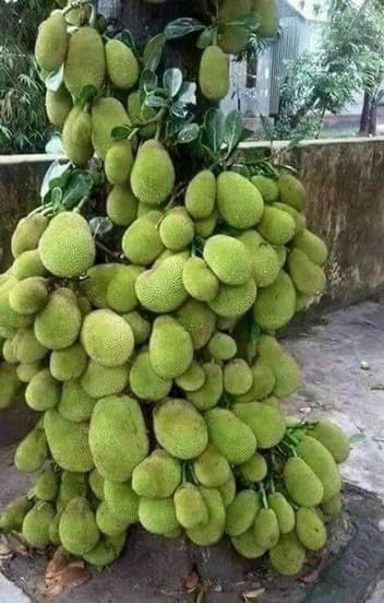 hybrid grafted jackfruit fruit tree live plant ideal for outdoor soil planting kitchen garden zones and seasonal home orchard growth pack of 1