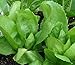 Escarole (Endive) Seeds- Batavian Full Heart- 300+ Seeds