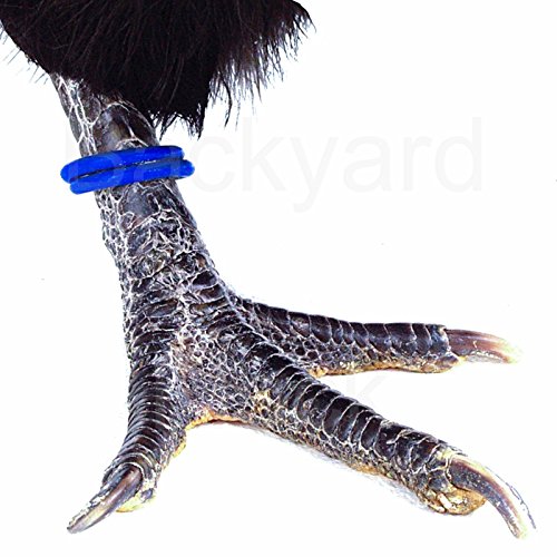 Kuhl 100 Pack Spiral Chicken Poultry Leg Bands - #11 16