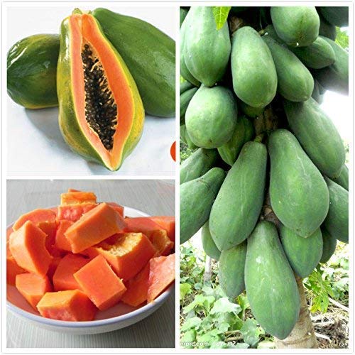 Golden Hills Farm® (AVG 50-300) seeds Thai Papaya Seeds F1 Hybrid Variety Dwarf Fruit seeds (B0852R5TPW) Amazon Price History, Amazon Price Tracker