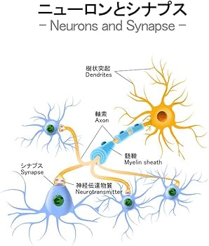 Amazon | 正規品 インテリジェンス intelligenceシリーズ 300mgx270