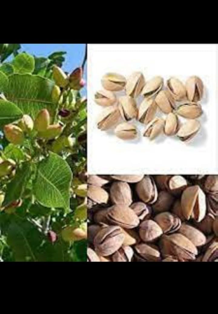 See full amazon price history chart for SANJU Live Plant Nursery Plants Pistachio plant -Fruit Plants & Tree Pista Badam Plant Outdoor Living > SANJU Live Plant Nursery Plants Pistachio plant -Fruit Plants & Tree Pista Badam Plant Outdoor Living > (B0CMCSGG42) Amazon Price History, Amazon Price Tracker
