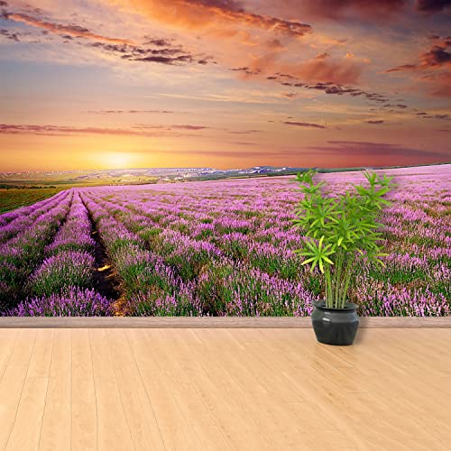Papier Peint Champ de lavande 250x104cm pour salon moderne