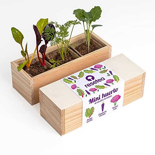 Resetea Mini huerto de extrañas hortalizas Urbano, Acelga Arcoiri...