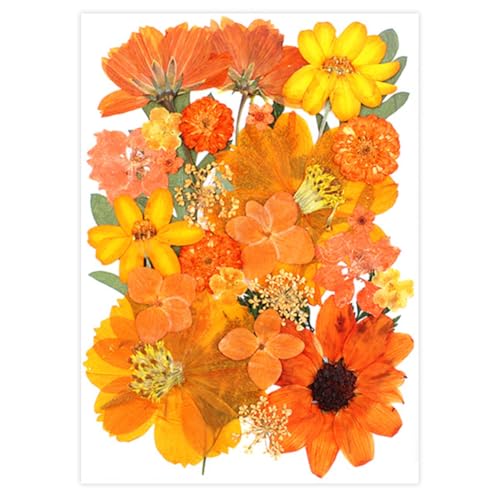 Flores Naranjas Secas Prensadas Paquete 30 piezas miniatura 1