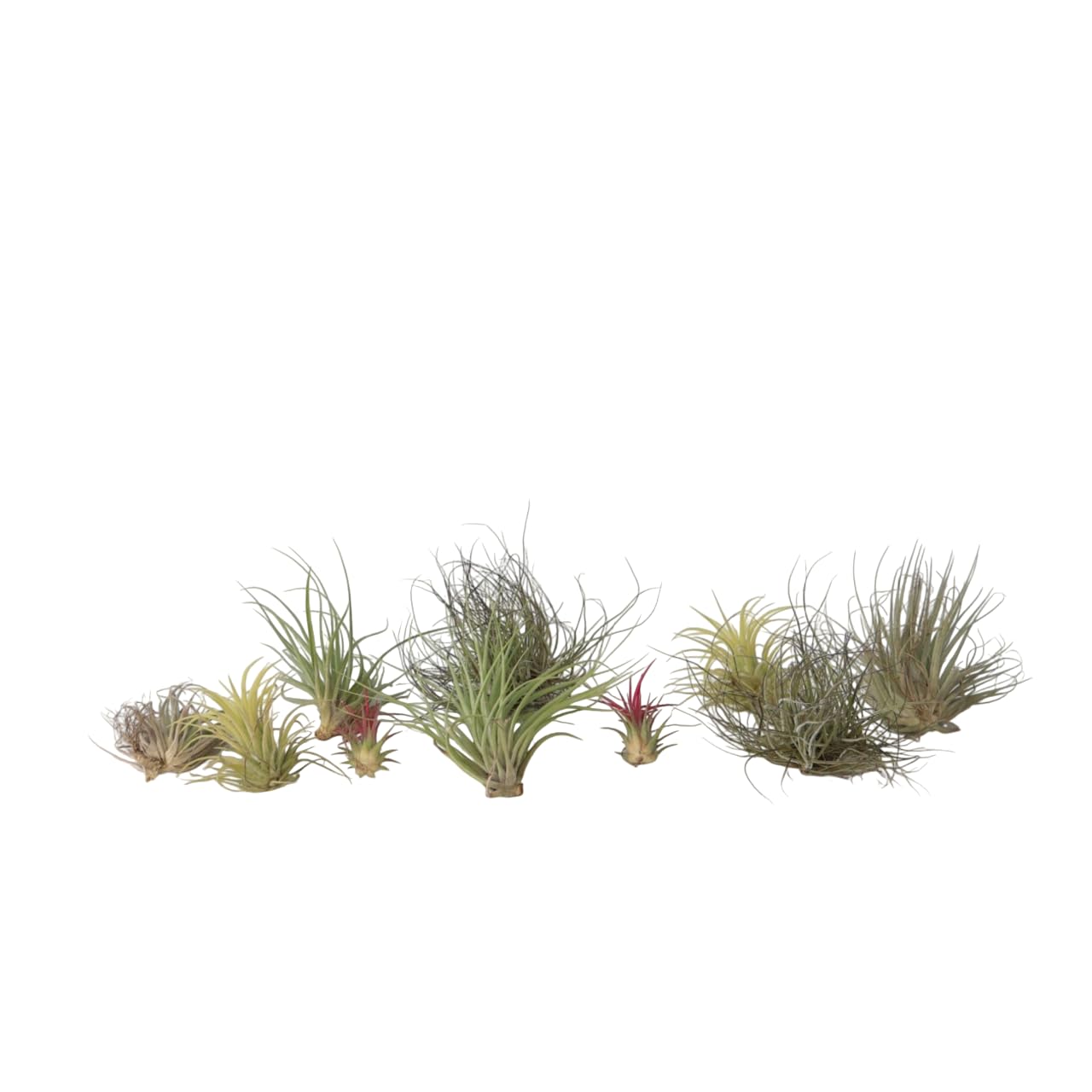 Plant in a Box - Miscela di piante di Tillandsia - Set di 10 - Piante aeree vere - Piante da appartamento - Altezza 5-15cm