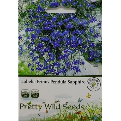 Lobelia Erinus Pendula Sapphire Flower Seeds Cover