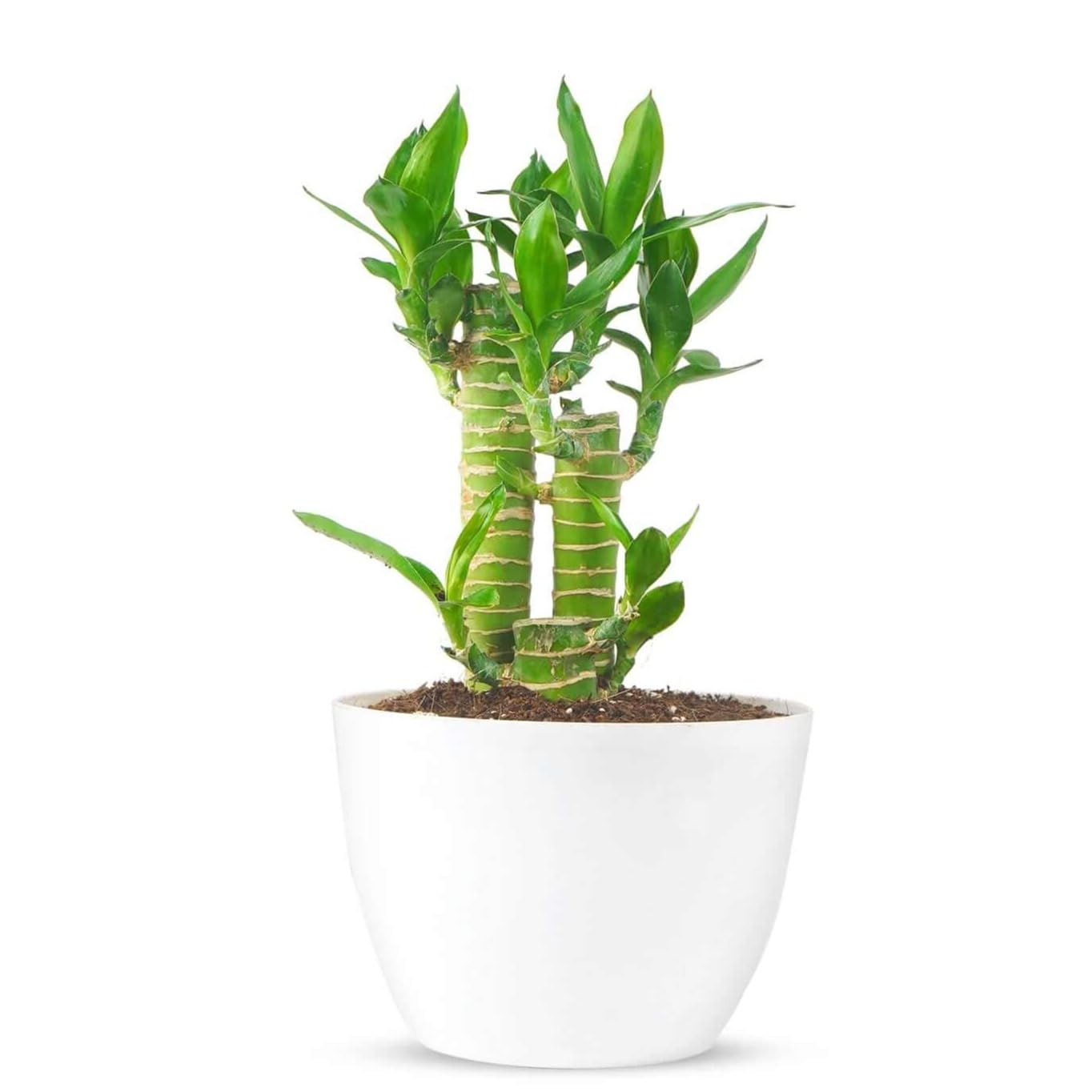 PLANT STORE® Lucky Bamboo Lotus (Tiger) | Indoor Organic Air Purifying Plant | Elegant Pot Included (B0CNK61SHL) Amazon Price History, Amazon Price Tracker