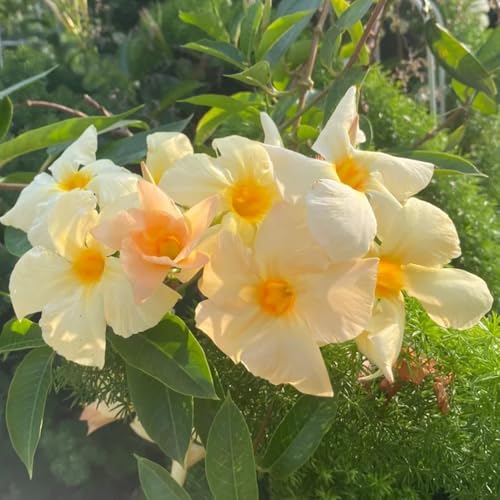 semillas de dipladenia - Mandevilla - cortadas de balcón con decorativas trepadora rara jardín rocas jardín Camas elevadas 85pcs