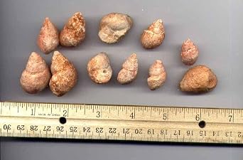 Bulk Fossils - Pink Gastropods - 1 lb - 40+ Pieces from DINOSAURS ROCK