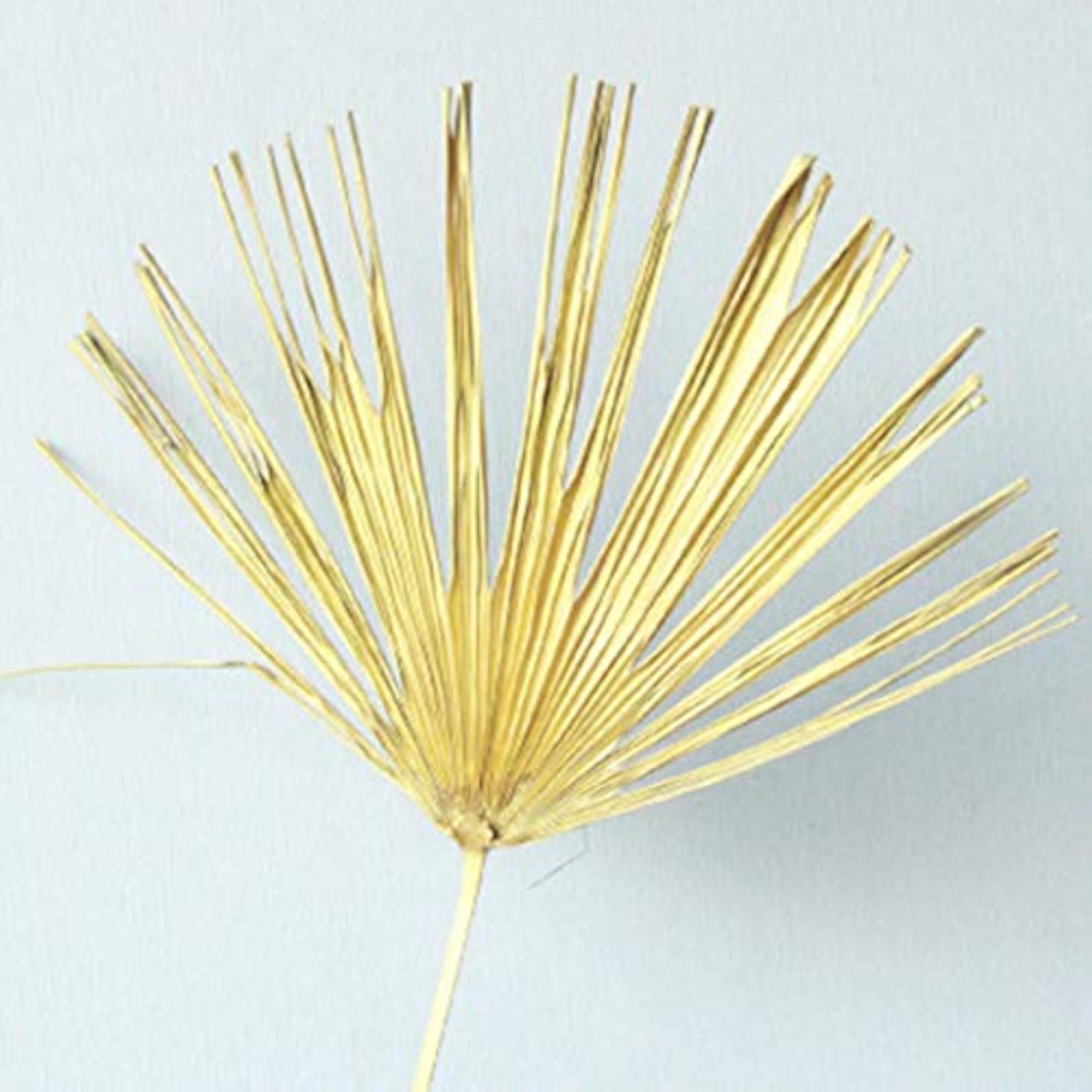 Creative Preserved Palma Leaf Flower Gift