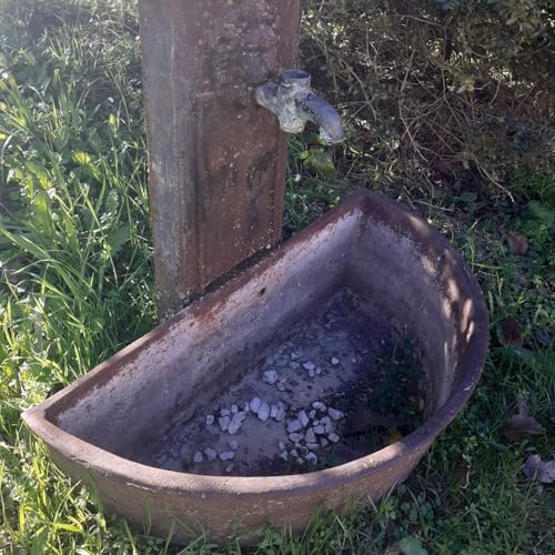 Escribano Palustre - Zonas h&uacute;medas - 09/02/26