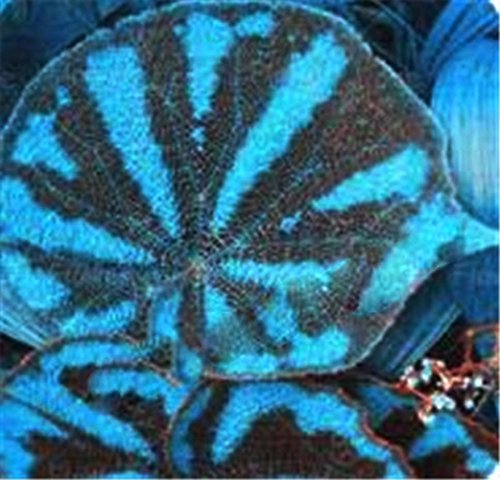 Futaba Coleus Blumei Plant Seeds-Blue and Black - Stripes-50PCS