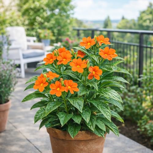Image of Indian Gardens - Kanakambaram Red | Aboli | Priyadarsha | Flowering Crossandra | Pagoda Flower | firecracker flower | Live plant with pot (4 inch)